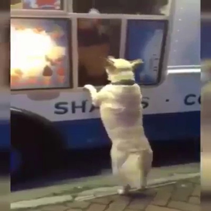 Chiens mignons en attente et heureux de voir le camion de la crème glacée