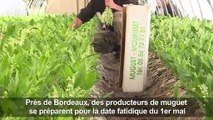 Compte à rebours pour les producteurs français de muguet