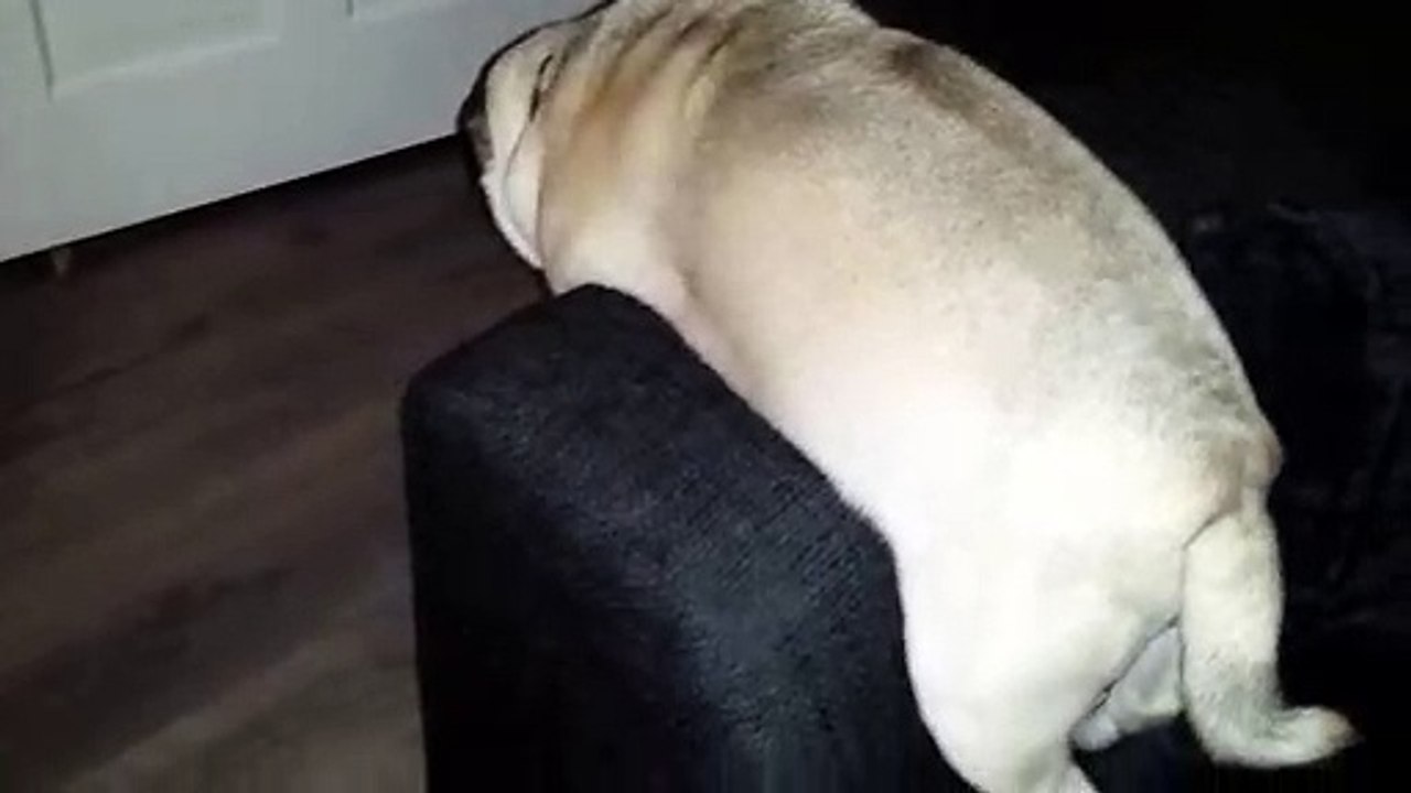 Pug_funny_sleeping