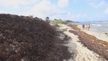 El sargazo comienza a afectar las playas del Caribe mexicano
