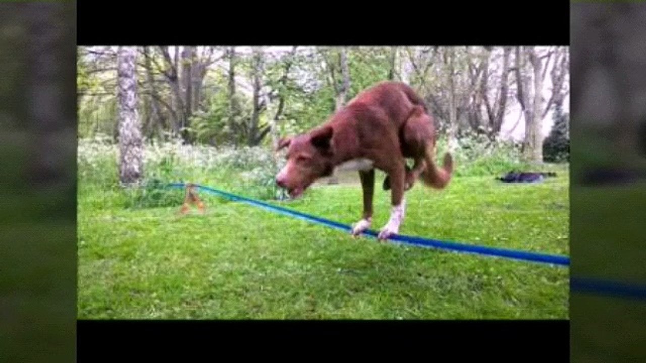 Cute dog walking on rope