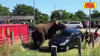 Animals,Cars, Trucks Boats