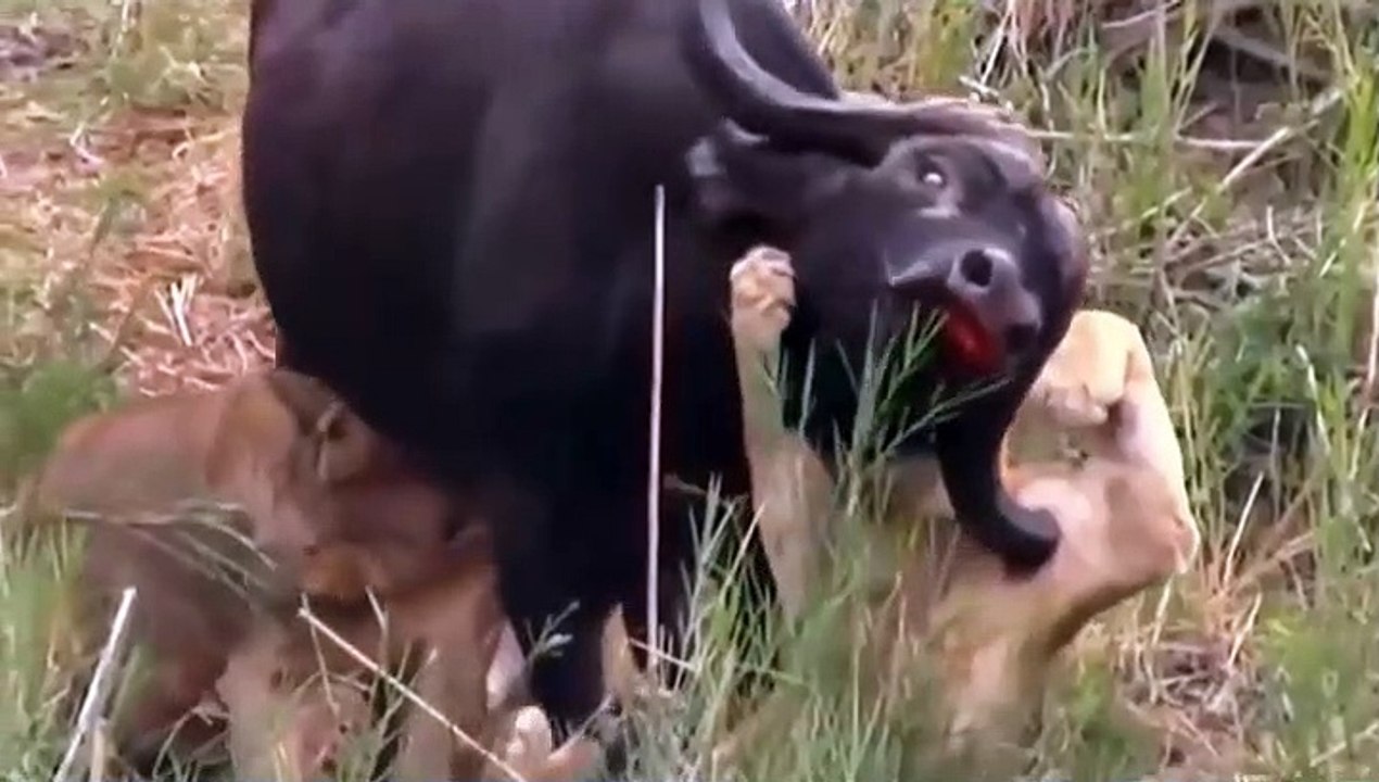Lion vs Buffalo1