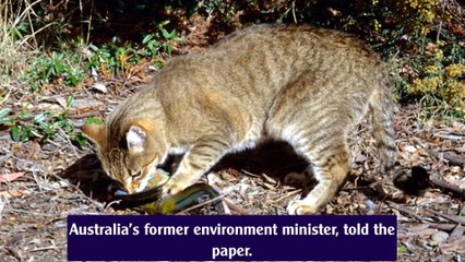 Australian officials killing millions of feral cats with poisoned sausages