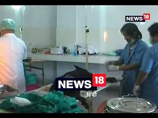 नसबंदी के बाद कुत्तों को वहीं छोड़ना होगा जहां से उन्हें उठाया गया