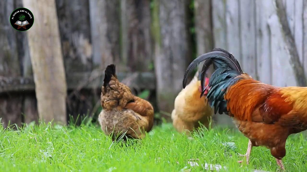 রমজান মাসের আগমন উপলক্ষে সম্পূর্ণ নতুন গজল || New Islamic Gojol 2019 || রমজানের নতুন গজল