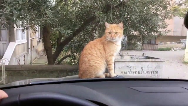Un chat aperçoit un écureuil et tente de le chasser