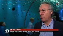 Boulogne-sur-Mer : une hécatombe de requins-marteaux