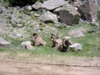 Colorado Bighorn Sheep