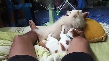 Cat gives doggy friend a massage