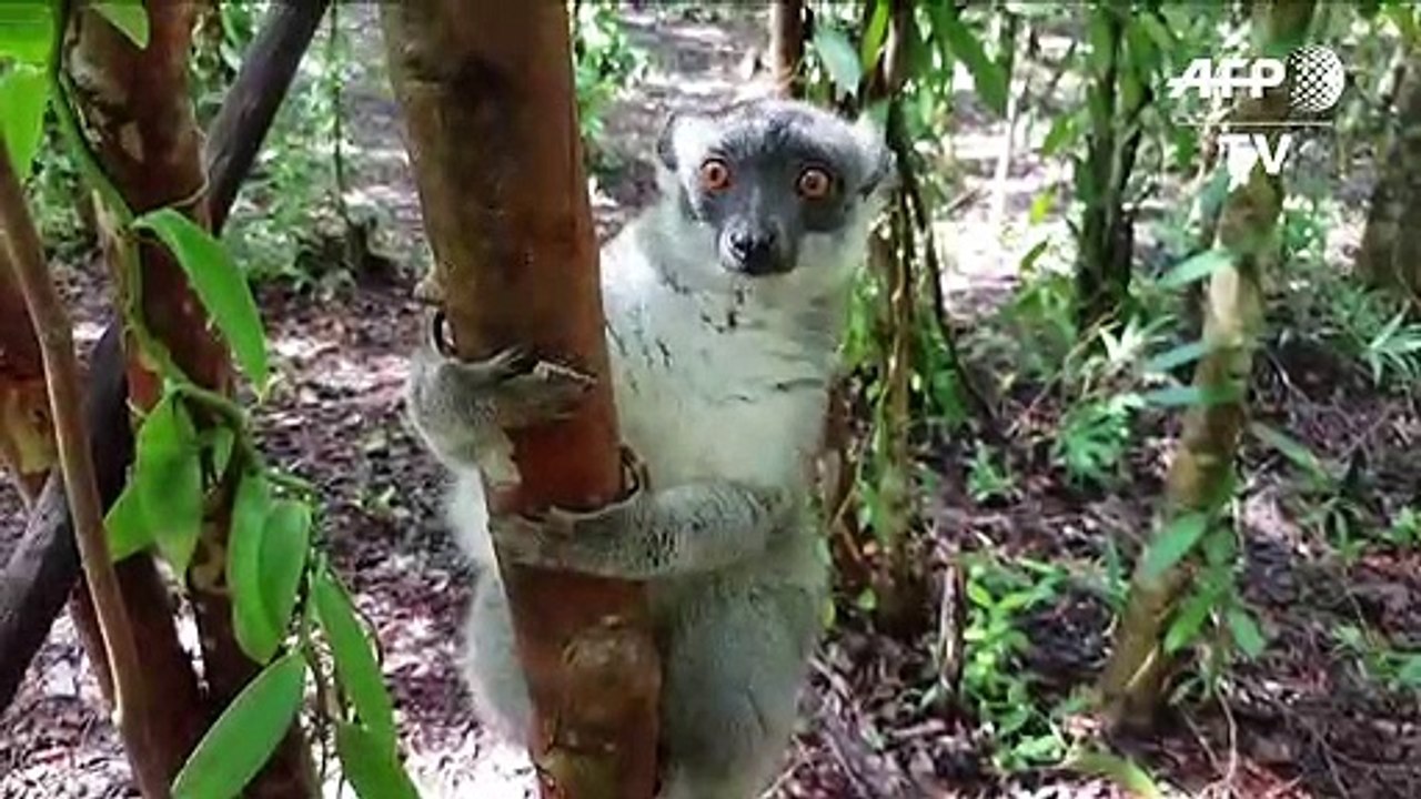 Lemuren in Gefahr durch Abholzung und Wilderei