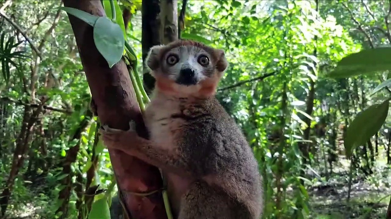 Lemuren in Gefahr durch Abholzung und Wilderei