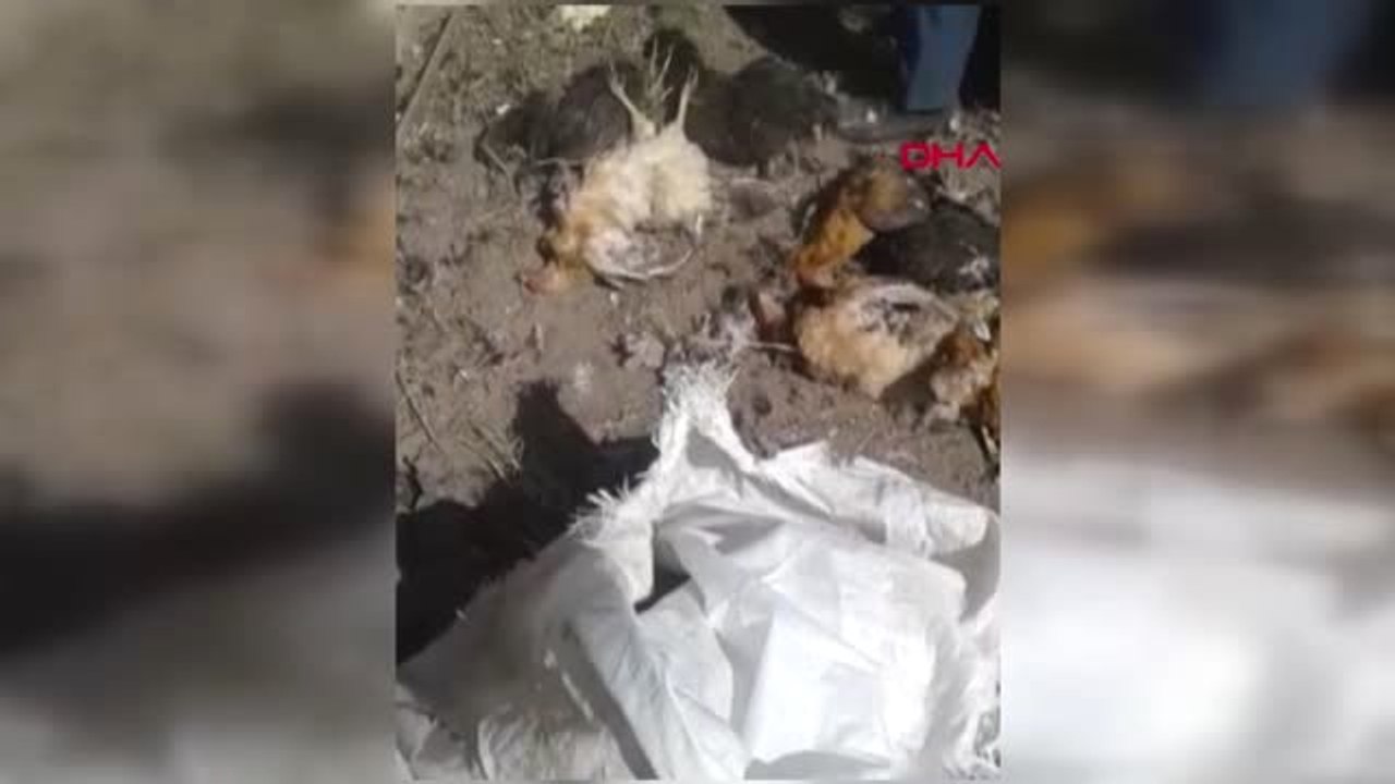 Denizli Başıboş Pitbull Tavukları Telef Etti