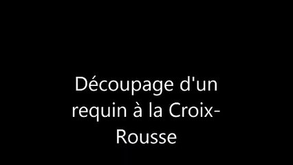 Un requin découpé à la Croix-Rousse
