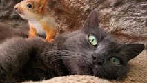 Unconventional family: cat raises four baby squirrels alongside new kittens