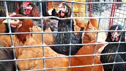 Beaucroissant : la foire de printemps attire toujours autant