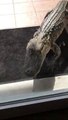 Un alligator agressif veut rentrer dans une maison de floride