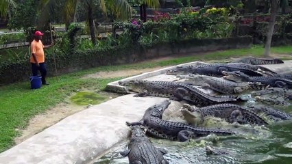 Voilà comment on nourrit des crocodiles dans cette ferme