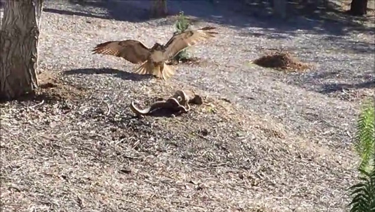 Un lapin échappe à un aigle et à un serpent... Chanceux
