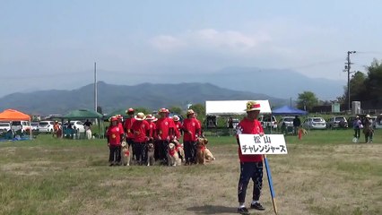 K9名物！犬の集団行動演技　松山チーム（チャレンジャ－ズ）　