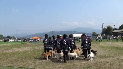 K9名物！犬の集団行動演技　松山チーム（大和）　