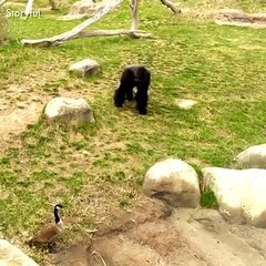 Goose chases Gorilla away!