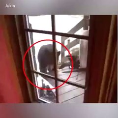 House Cat Defends Home against Bear!