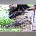 Cat SLAPS ALLIGATOR in Face!