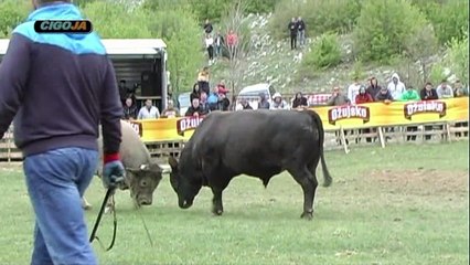 BAN MEDONJA PODBILA 2019 KOD CANIJA