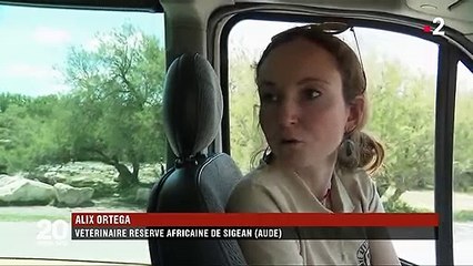 Espèces menacées : la captivité en question