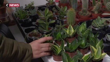 À Lille, une jardinerie ambulante s’est installée dans le centre-ville