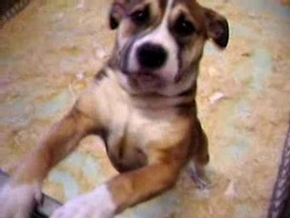 AMstaff qui dit bonjour!