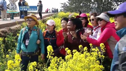 [섬 처녀 시집가는 날] 노란 물결 가득~ 청산도에서 전통 혼례를 관람하다!