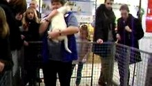 Huskys Sibériens