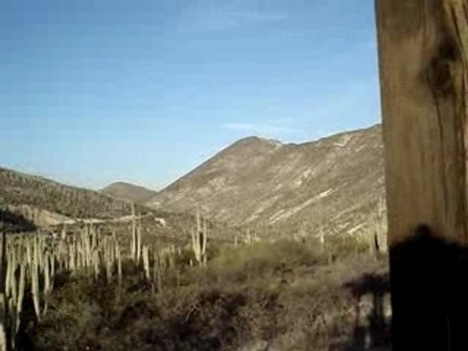 Lost in the cactus
