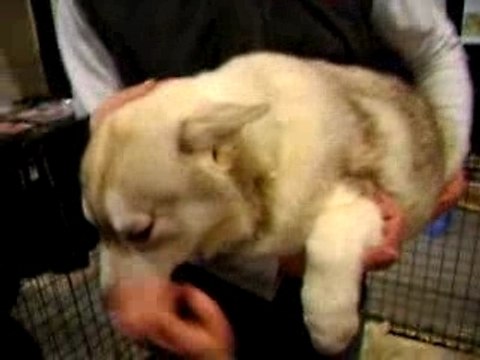 Husky Sibérien bébé au reveil!