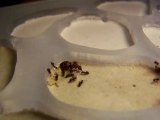 Lasius emarginatus