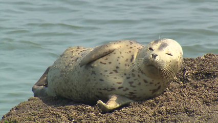 "자리다툼 이제 그만!"...백령도 점박이물범 쉼터 준공 / YTN