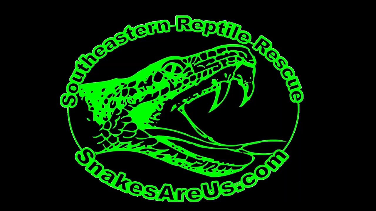 فيديو: أناكوندا عملاق يقطع طريق سريع بالبرازيل والسيارات تقف للمساعدة