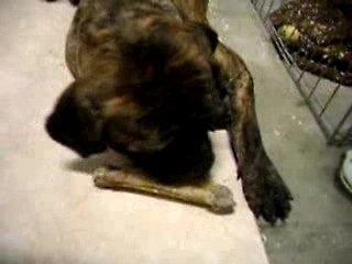 cane corso et nonos!