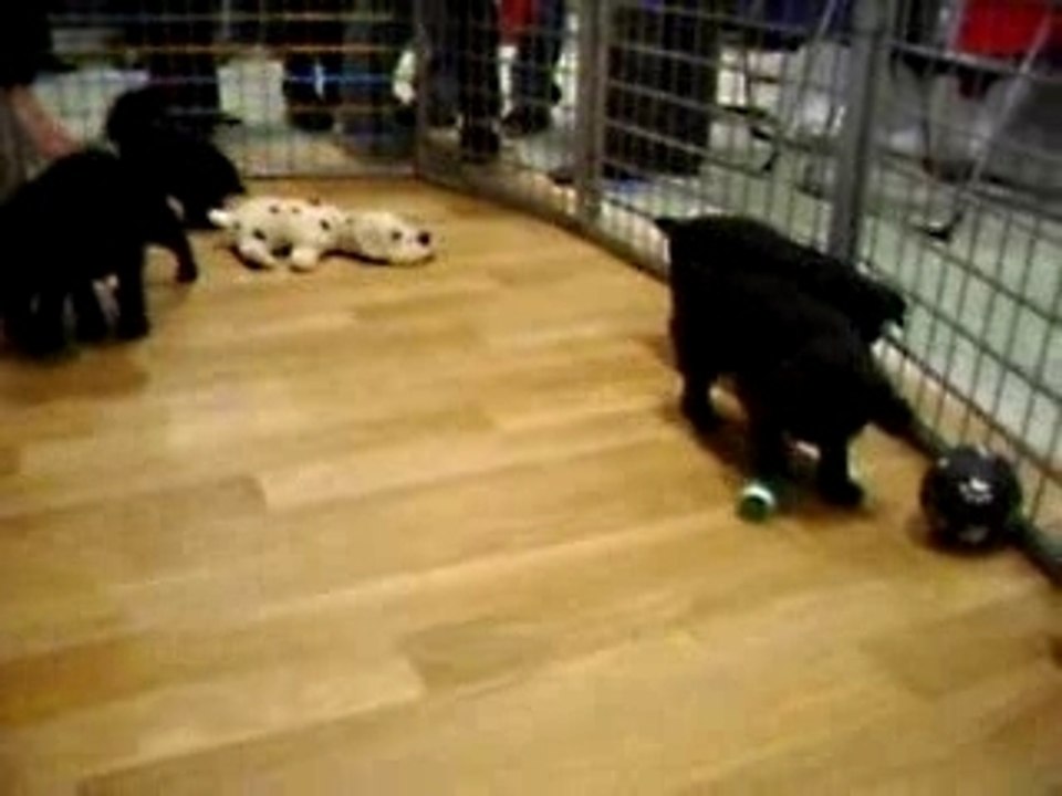 bebes schnautzer!