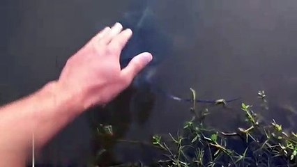 Catfish Like to be Pets! Funny