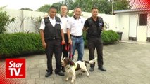 Bomb-sniffing dogs for hire