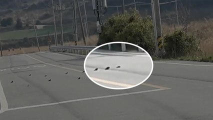 [영상] 마치 조문온 듯...친구 죽음 슬퍼하는 제비들 / YTN