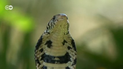 Sadece erkekler ve yılanların yaşadığı ada