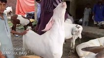 Bakra mandi - Bakra qurbani eid - bakra mandi 2018 videos