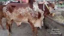 BAKRA MANDI- COW MANDI - Lahore Bakra and Cow Mandi - Eid K Baad Ki Surat E Haal (2018)