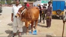 Bakra Mandi Pakistan Admin Hammad 2016 Bachray Buying, Loading and Unloading