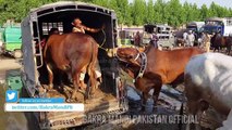 BAKRA MANDI PAKISTAN BUYING LOADING UNLOADING BULL 2017 - LOOO G APP LOGO KI BHARPOOR REQUEST PER !