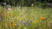 The insect apocalypse _ (Nature Documentary)